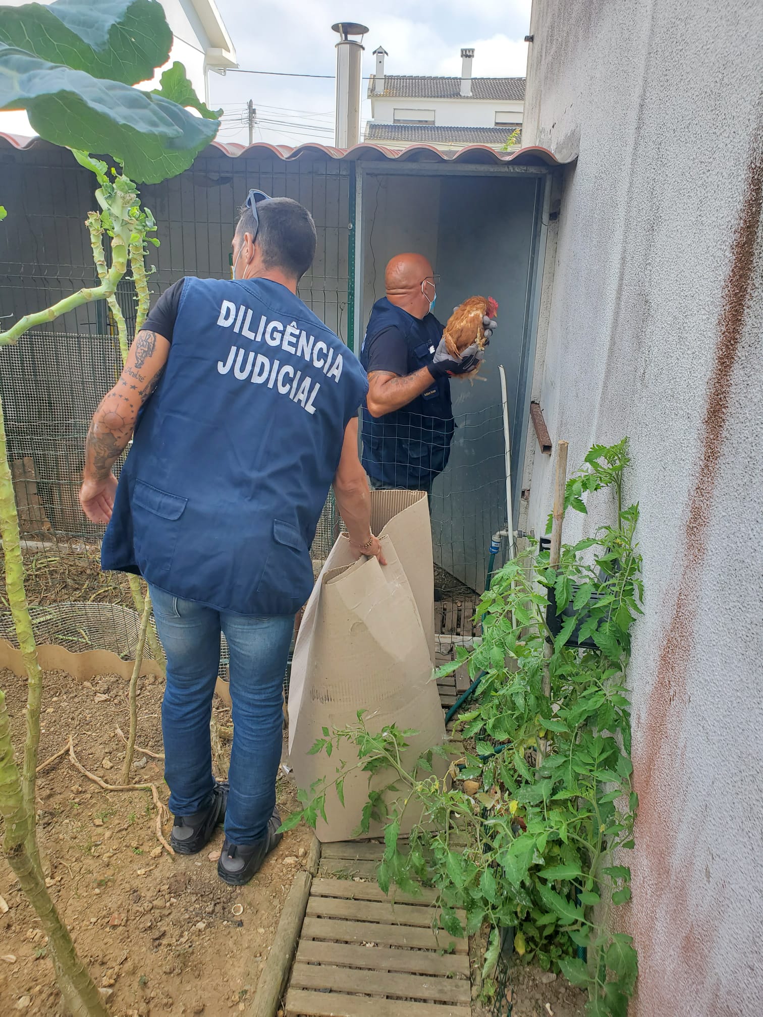 Diligência_Apreensão Animais Galinhas 2
