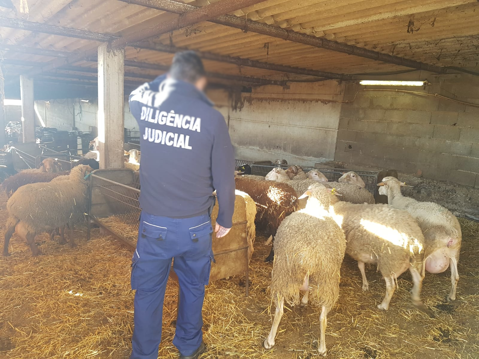 Meios Operacionais_Com Animais_Ovelhas (10)