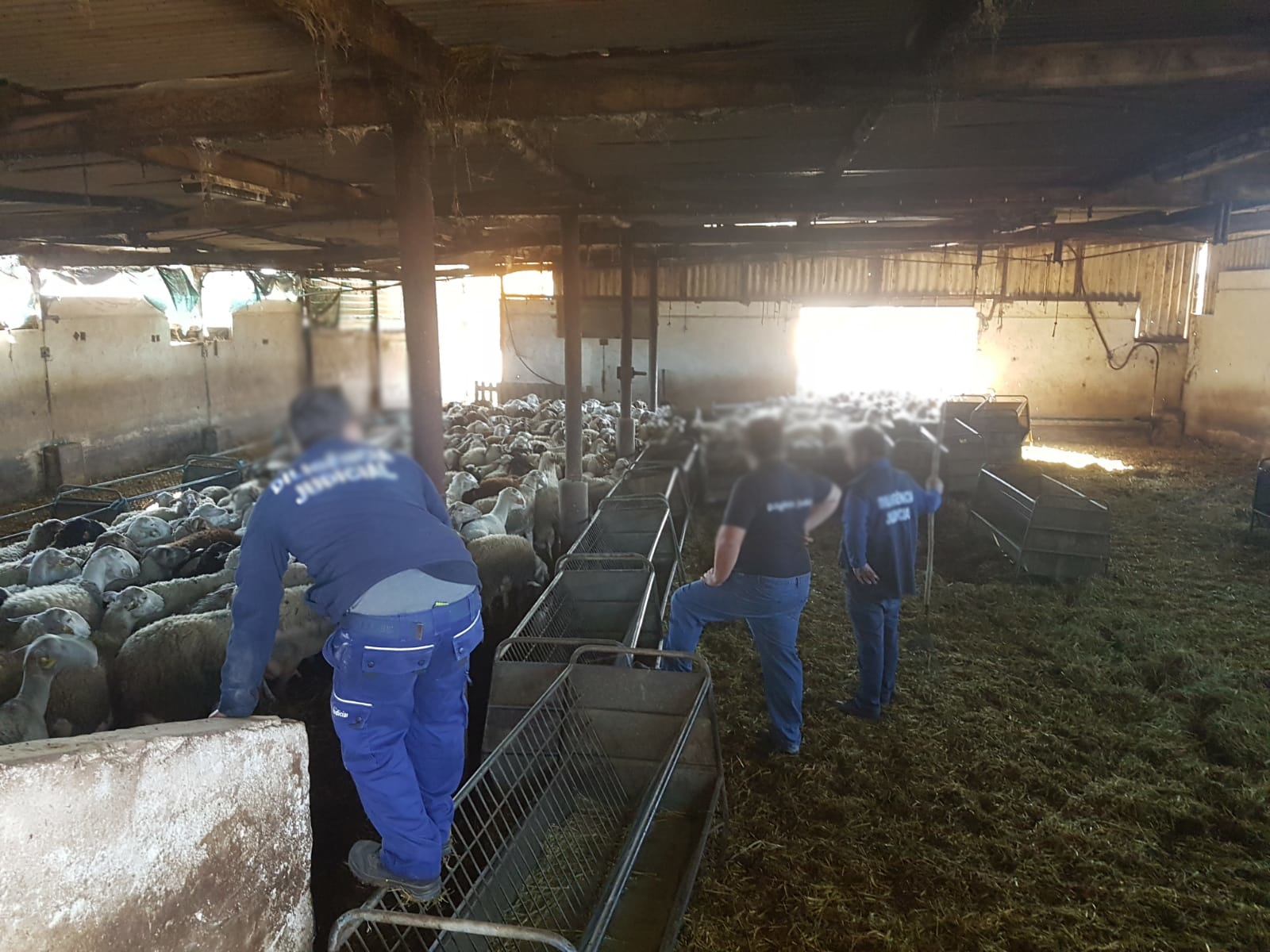 Meios Operacionais_Com Animais_Ovelhas (3)