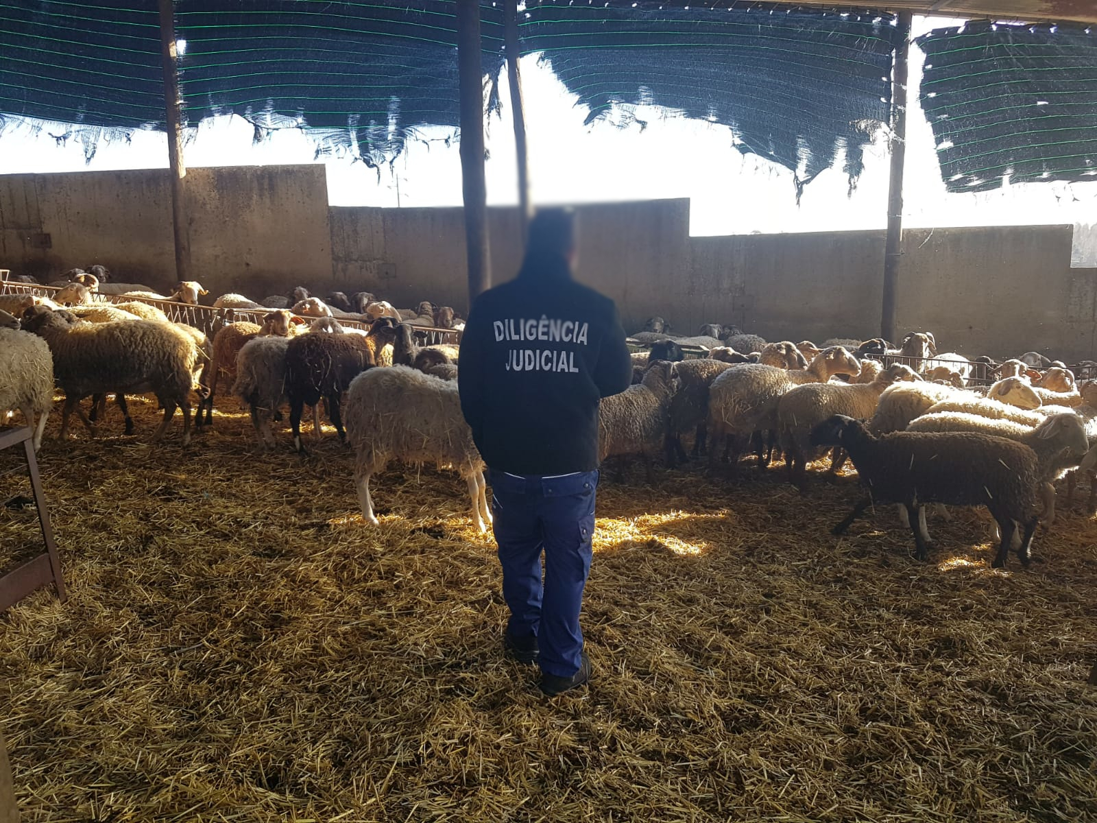 Meios Operacionais_Com Animais_Ovelhas (4)