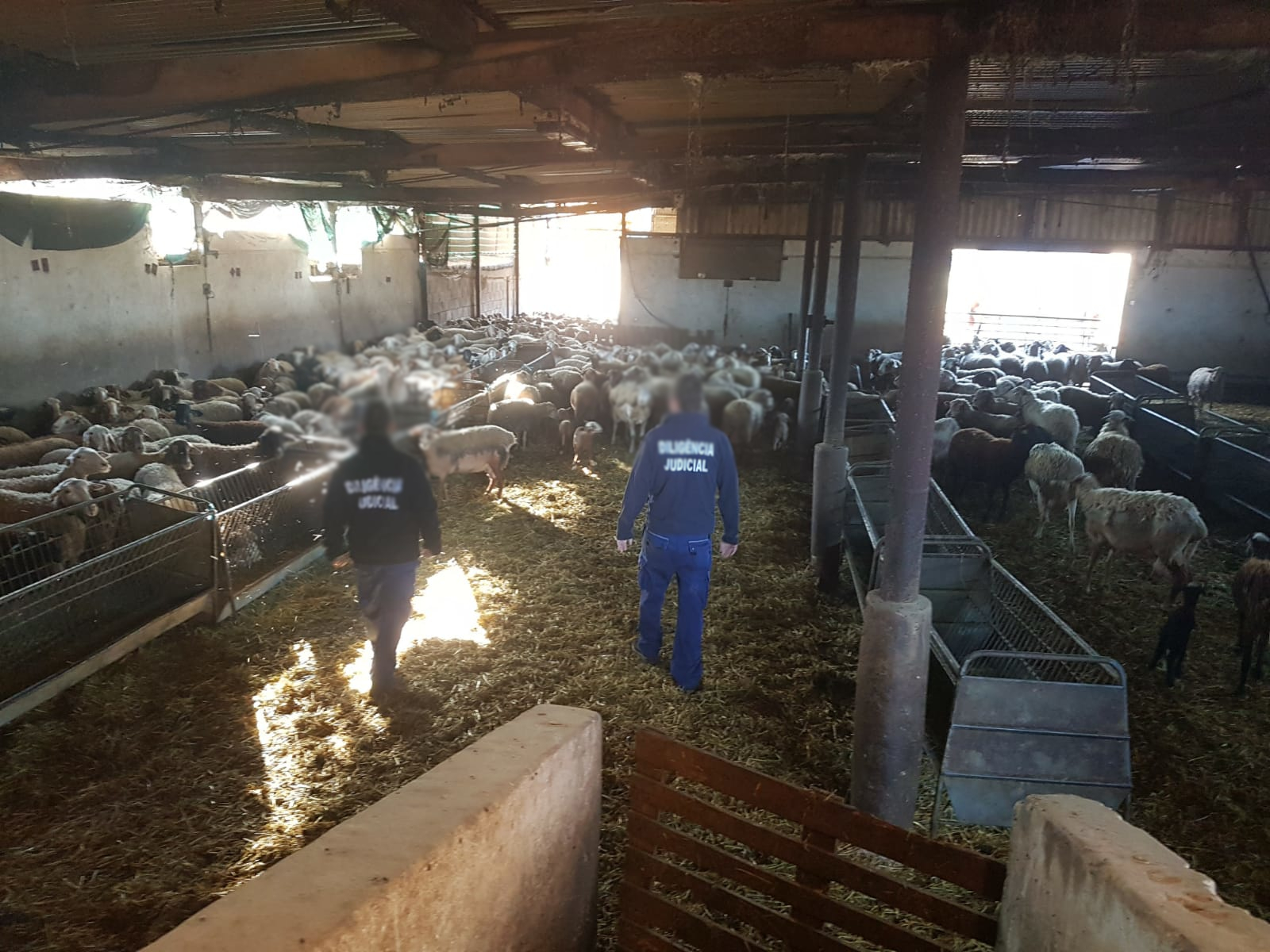 Meios Operacionais_Com Animais_Ovelhas (5)