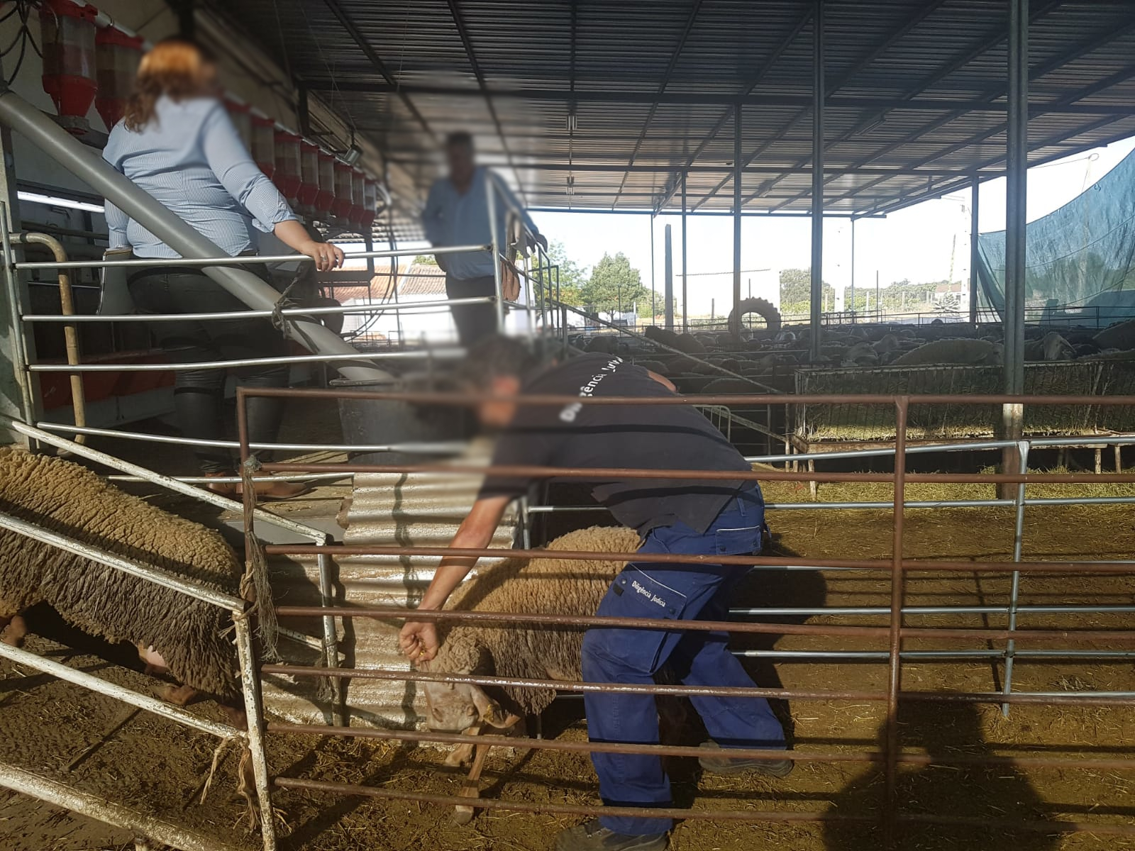 Meios Operacionais_Com Animais_Ovelhas (6)