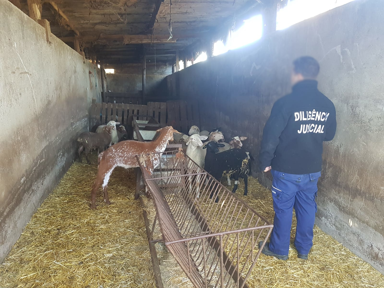Meios Operacionais_Com Animais_Ovelhas (7)