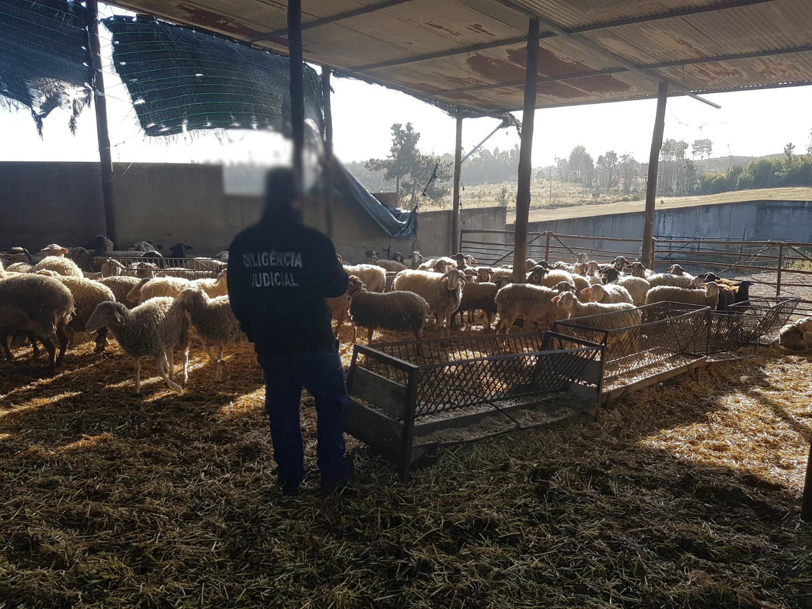 Meios Operacionais_Com Animais_Ovelhas (9)